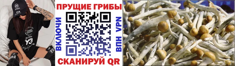 дарнет шоп  Орехово-Зуево  Псилоцибиновые грибы Psilocybe 